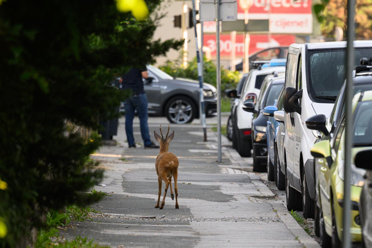 Zagreb: Izgubljeni srndać luta Froudeovom ulicom u Sigetu