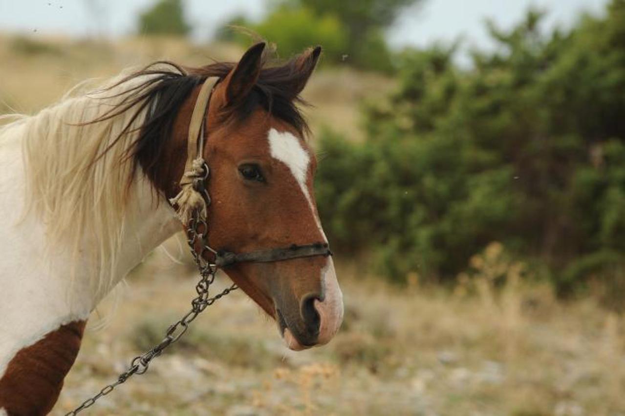 '27.09.2013., Jadrtovac - Osam konja konjickog kluba Marjan uziva na ispasi  u prirodi kod Jadrtovca. Photo: Hrvoje Jelavic/PIXSELL'