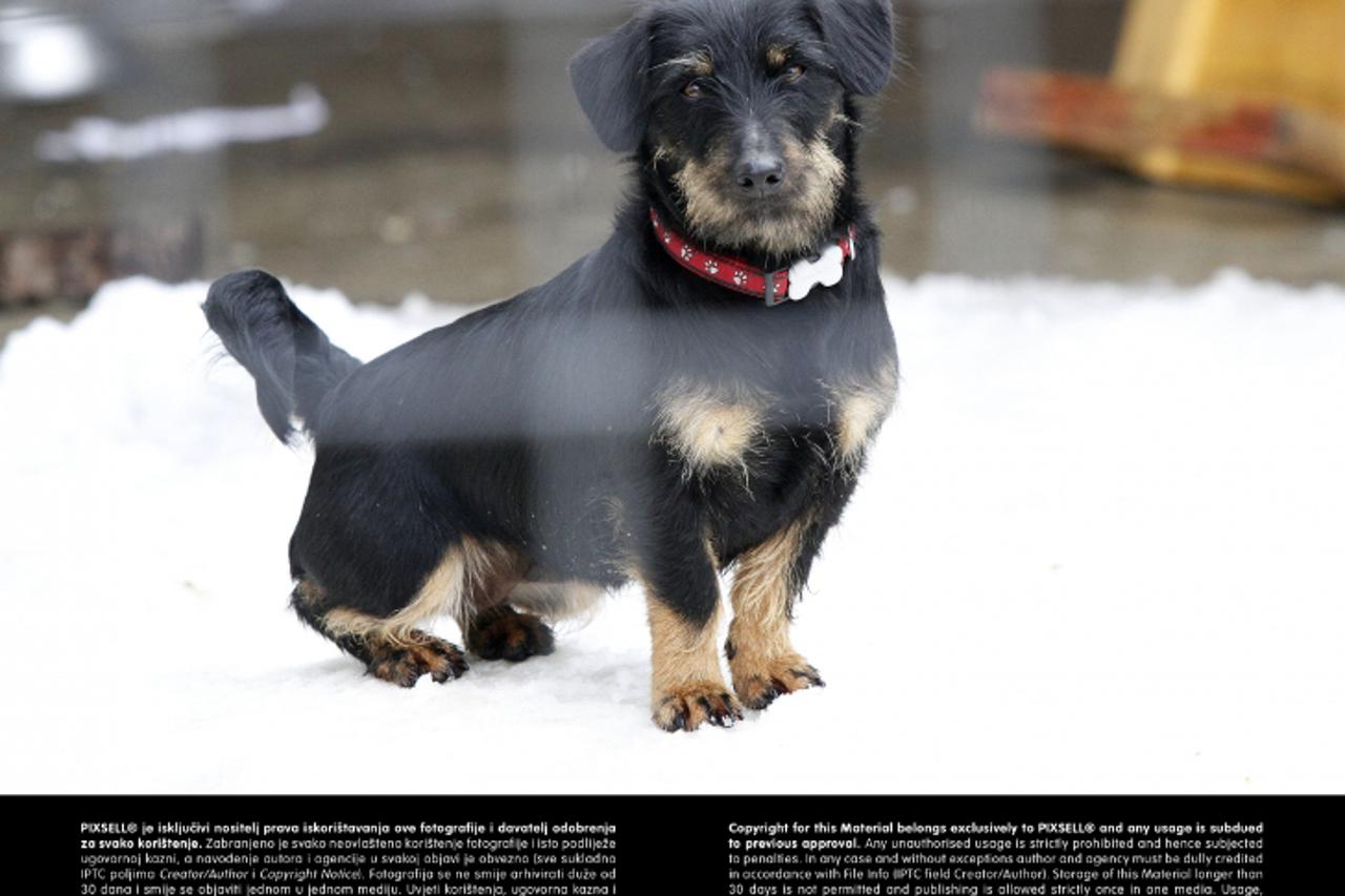 '15.02.2013., Cakovec - Promrzli psi u azilu Prijatelji.  Photo: Vjeran Zganec-Rogulja/PIXSELL'