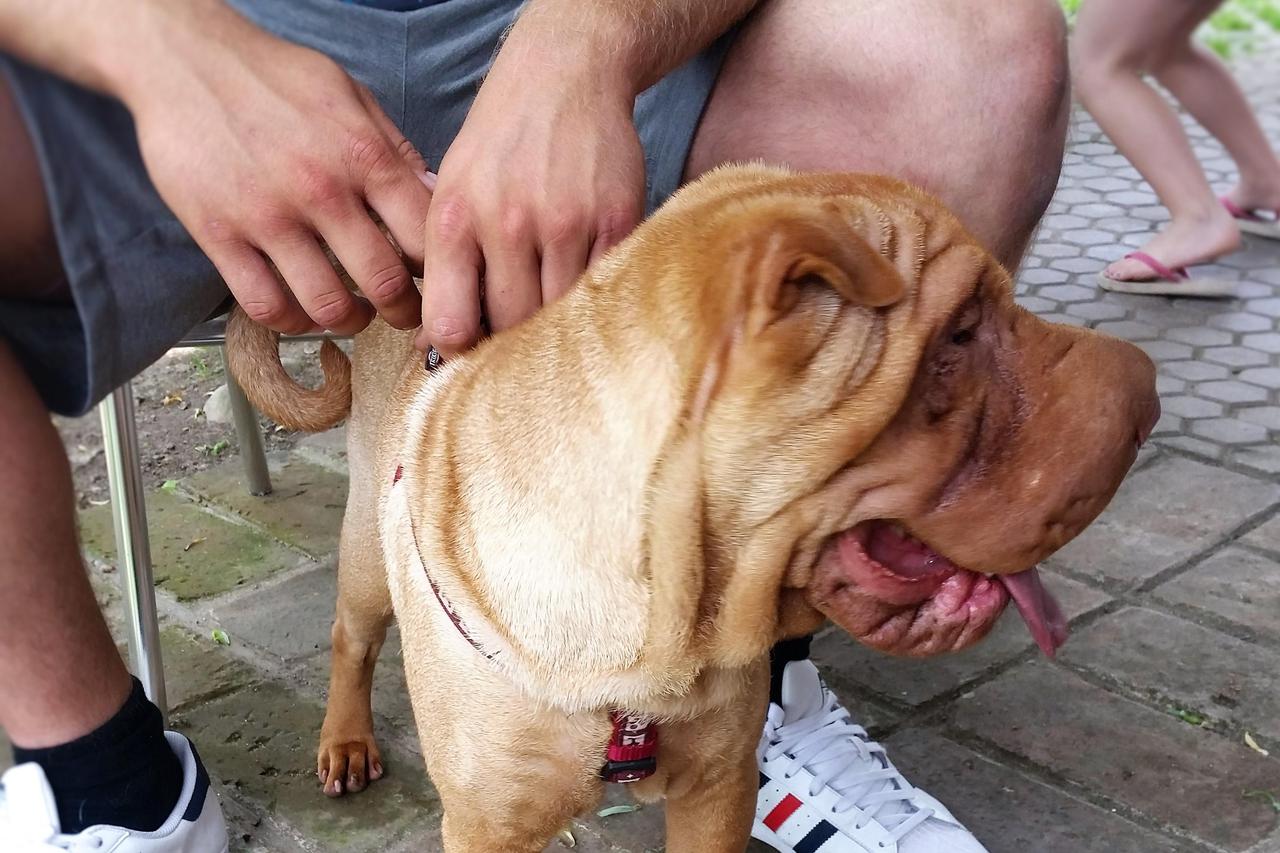 Shar pei