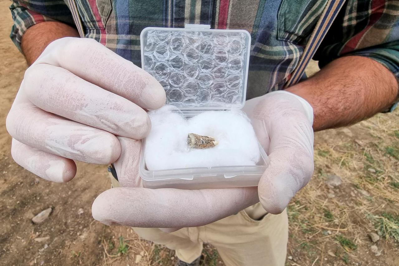 Georgian archaeologists show a 1.8-million-year-old tooth found near Orozmani