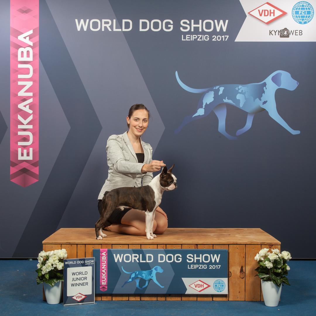 
Bostonski terijer Amazon Mogwai’s Porsche također je postao svjetski mladi šampion i najljepši mladi pas, vlasnica Iris Rezo