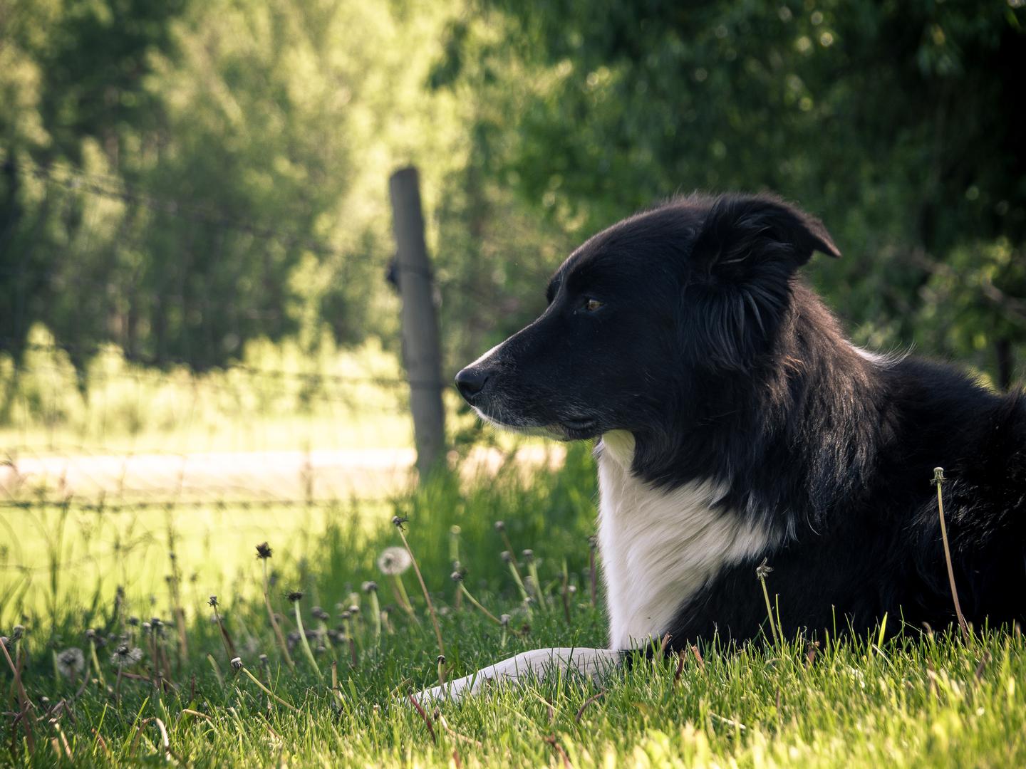 1. Graničarski škotski ovčar: Kada je riječ o radnoj inteligenciji, graničarski škotski ovčar je najpametnija pasmina pasa. Iako izuzetno odani i privrženi svojim vlasnicima, ovi ovčari zahtijevaju i puno vremena i usmjerene energije. To su pastirski psi srednje veličine s ogromnom količinom vitalnosti. Uzgajani su u Škotskoj za čuvanje stada i kontrolu ovaca, pa naizgled imaju neograničenu energiju, izdržljivost i intenzitet. Iako ih njihova natprirodna inteligencija čini fascinantnim i zabavnim društvom, stručnjaci za pse savjetuju da dobro razmislite prije njihovog udomljavanja. Prema Corenu, pametan pas nije uvijek i najbolji kućni ljubimac. Ako nemate način života koji omogućuje zadovoljenje ogromne potrebe graničarskog škotskog ovčara za fizičkom aktivnošću i mentalnom stimulacijom, mogli biste otkriti da vaš slatki, znatiželjni i inteligentni ljubimac postaje izvor kaosa i uništavanja imovine.