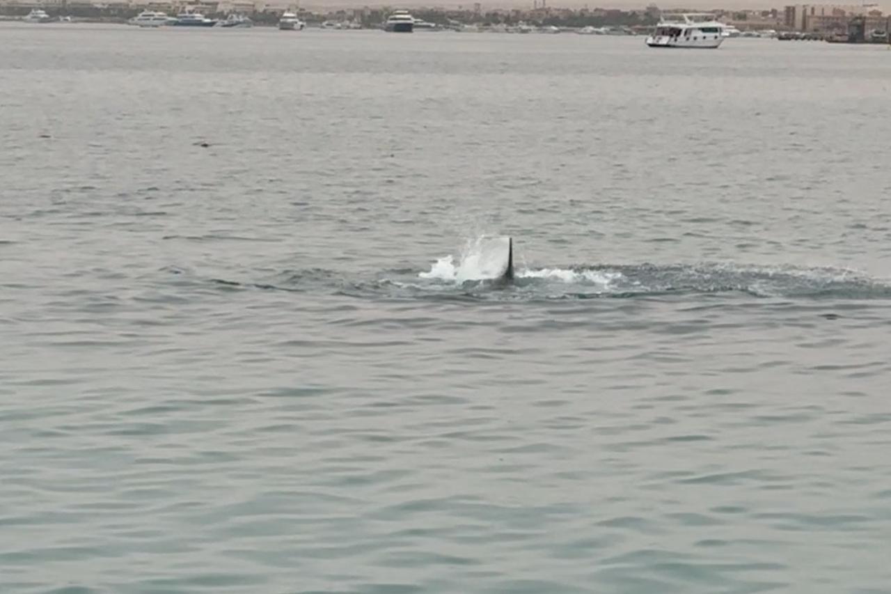 A shark attack in Hurghada