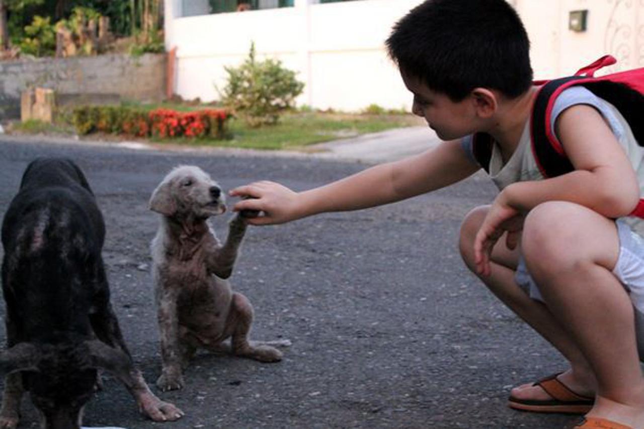 Dječak svakog dana hrani bolesne pse