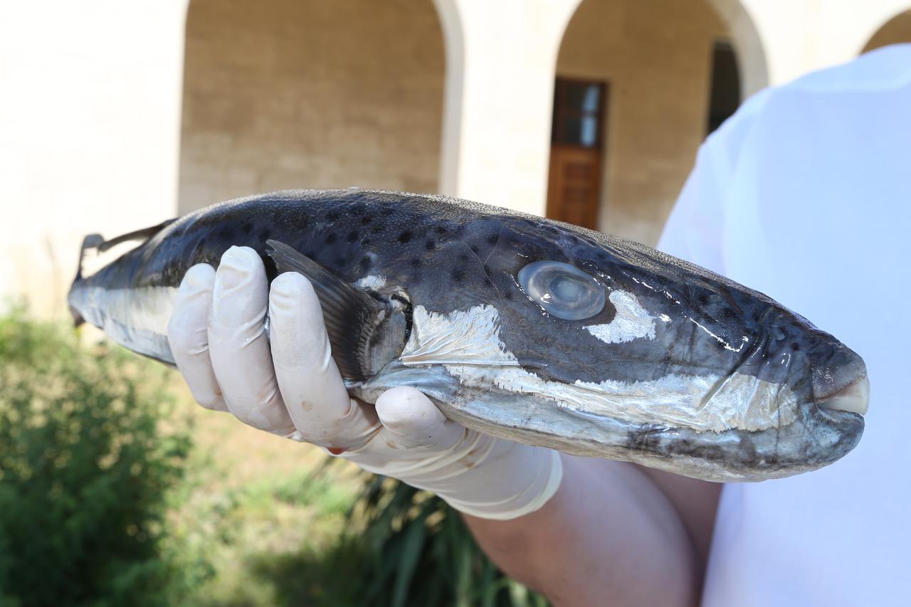 Split: Dr. Jakov Dul?i? s Instituta za oceanografiju i ribarstvo s vrstama riba koje su nove u Jadranu