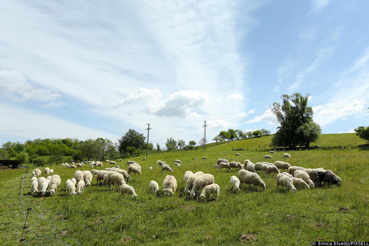 Ovce na ispaši