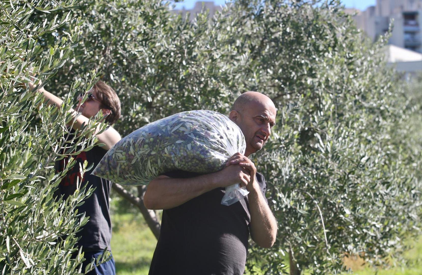 22.10.2020., Split - Branitelji i ove godine u akciji branja maslina ispred bolnice Krizine. Photo: Ivo Cagalj/PIXSELL