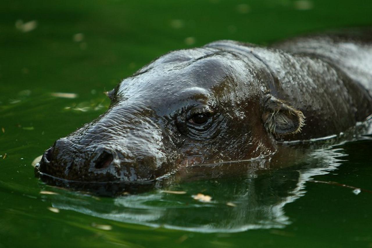 patuljasti vodenkonj