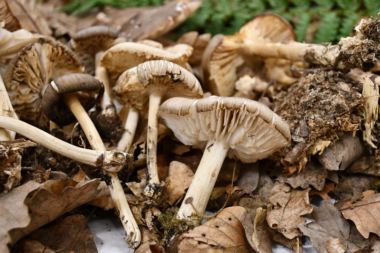 Garčin: Izložba gljiva "Svijet gljiva Istre, Gorskog Kotara i Slavonije"