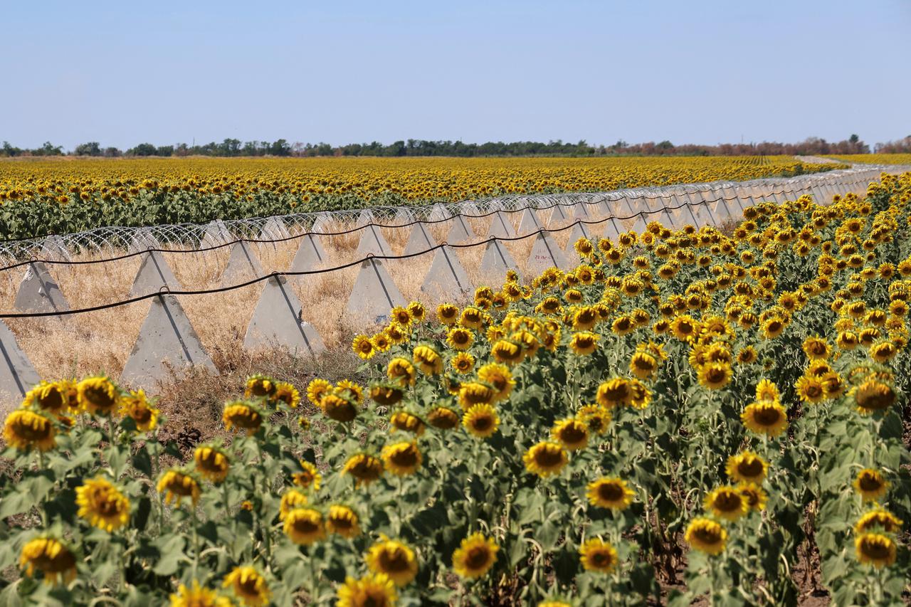 FILE PHOTO: Anti-tank fortifications and razor wire in a field of sunflowers in the Kherson region