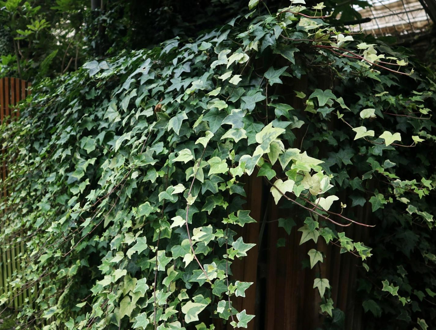 Bršljan: Bršljan se u narodnim vjerovanjima često povezivao s vjernošću, trajnošću i snažnim životnim vezama jer se uporno penje i čvrsto prianja uz podlogu. Upravo zato smatralo se da može biti dobar znak za ljubavne odnose i stabilnost doma, osobito ako lijepo uspijeva uz kuću. Ipak, ponegdje se vjerovalo i da previše razrasli bršljan može 'vezati' ukućane uz tugu ili stagnaciju, pa ga je trebalo držati pod kontrolom.