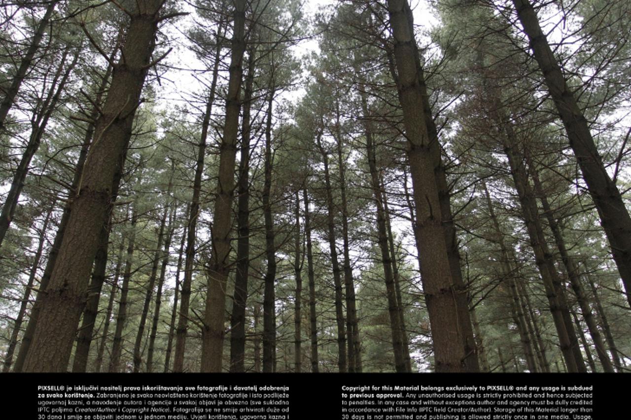 '23.12.2012., Cakovec - Suma, zivotna zajednica drveca, grmlja i sumskih zivotinja.  Photo: Vjeran Zganec-Rogulja/PIXSELL'