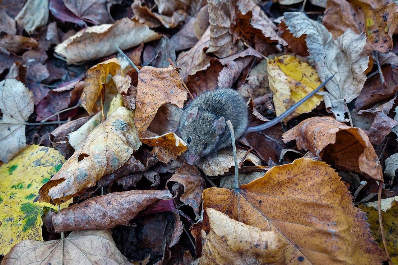 Zagreb: Nakon što je ulovljen, mali miš pušten na slobodu