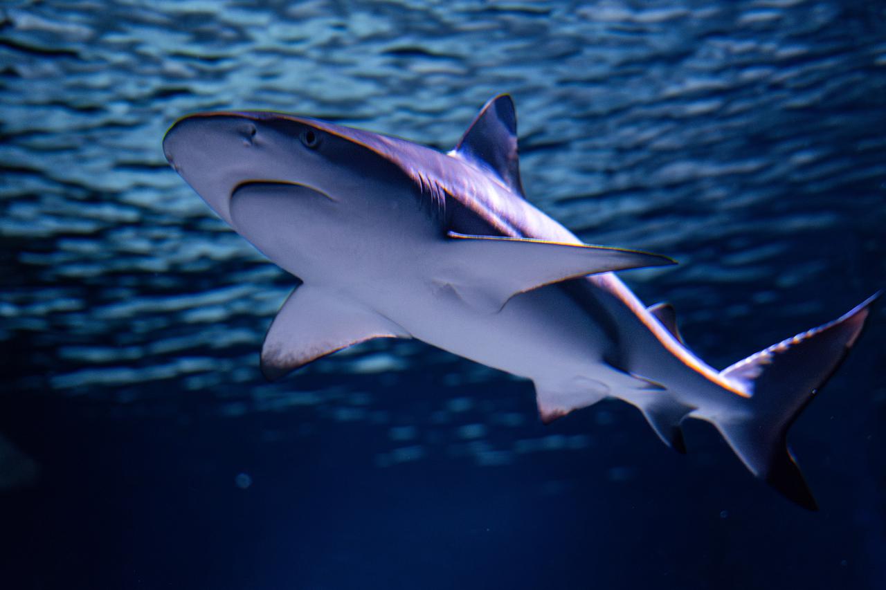 Pula: Morski pas u Pulskom akvariju