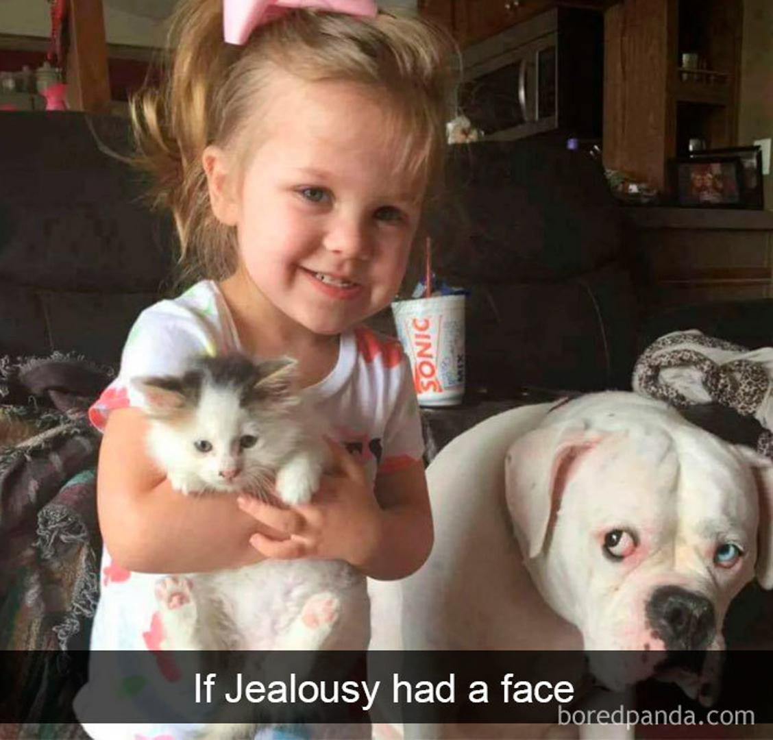Ovaj pas pokazao je kako izgleda stvarno lice ljubomore.
