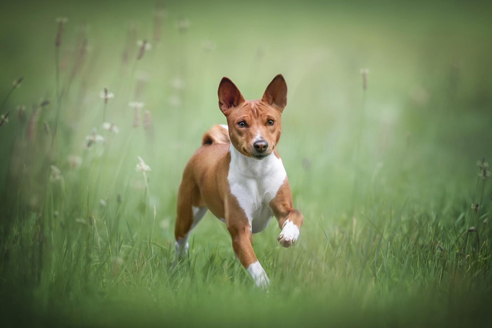 Basenji: Poznat je kao tiha i vrlo uredna pasmina. Zbog specifične građe glasnica gotovo ne laje, što ga čini odličnim izborom za vlasnike koji preferiraju mirnije pse. No njihova tišina ne znači i manjak energije. Poslovica “tiha voda brege dere” savršeno opisuje ovu pasminu jer su basenjiji izrazito aktivni, znatiželjni i gotovo neumorni. Iako ih mnogi smatraju teškima za odgoj, problem najčešće nije u inteligenciji nego u njihovoj tvrdoglavosti i neovisnom karakteru. Zato im je važno je svakodnevno osigurati dovoljno fizičke aktivnosti i mentalne stimulacije kako bi bili zadovoljni i uravnoteženi psi.