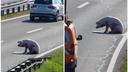 FOTO Šest svinja ispalo iz kamiona na brzoj cesti, prijavili ih inspekciji: 'Nisu teret koji smije ispadati'