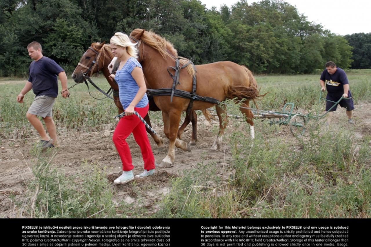 '20.08.2013., Stefanec - Dalibor Tkalcec, Hrvoje Krizac i Maja Risovic oru njivu na starinski nacin - s dva prekrasna konja. Photo: Vjeran Zganec-Rogulja/PIXSELL'