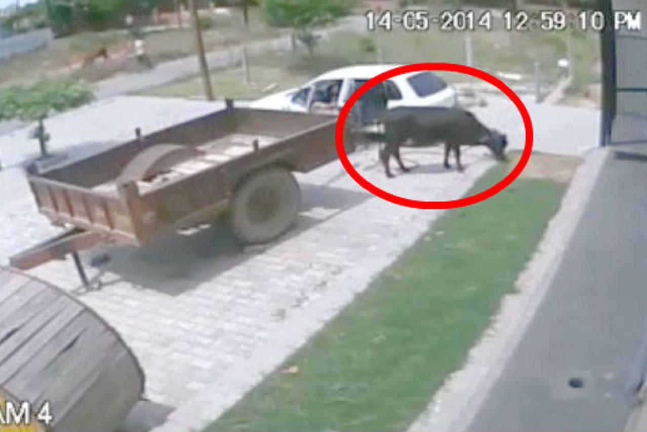 Strpao kravu u automobil