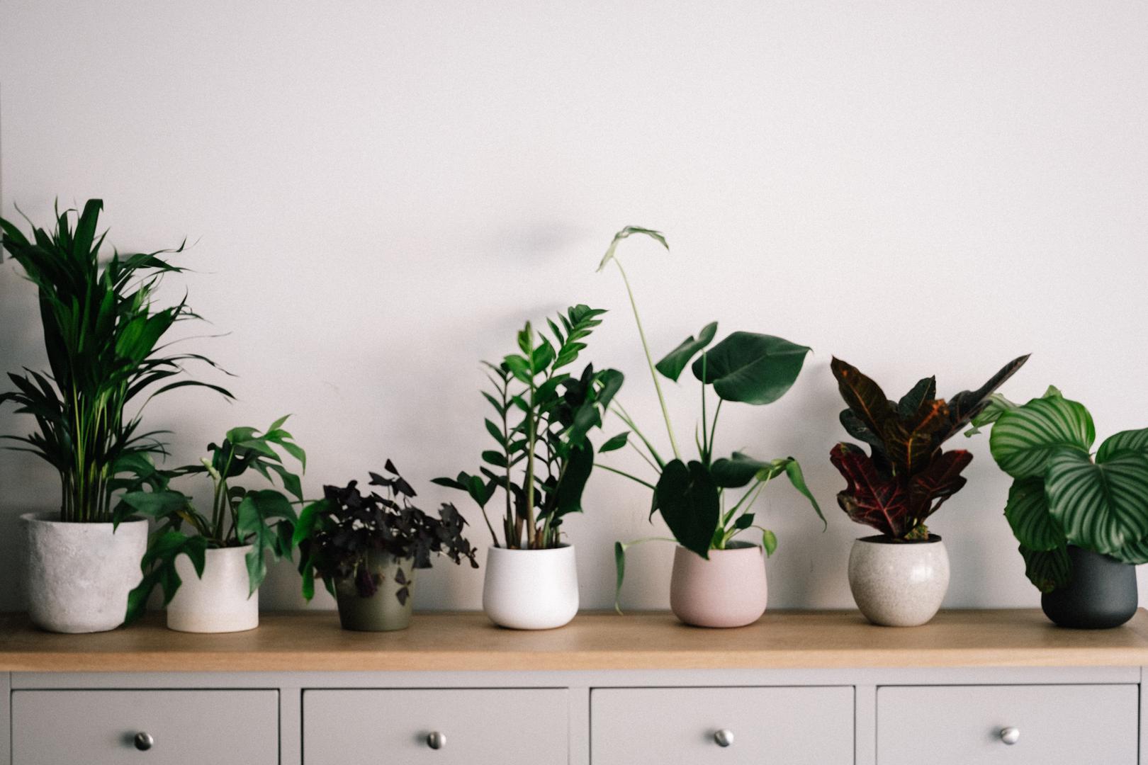 Ovo su najbolje biljke za zatvorene prostore koje će poboljšati vaše zdravlje, ali i oživjeti interijer vašeg doma. Ove su biljke dobre za zatvorene prostore, jednostavno se brinuti za njih i najbolje pročišćavaju zrak oko sebe, piše Bright Side. 