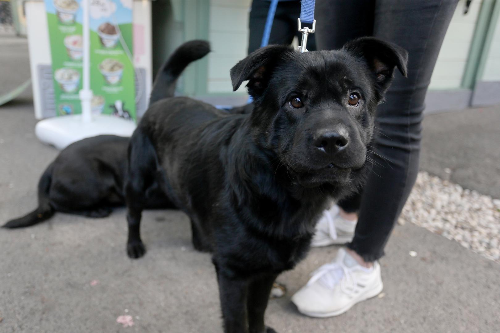 Izložba pasa mješanaca održana je danas u Zagrebu, na prostoru Ljetnog kina Gradec na Katarininom trgu.