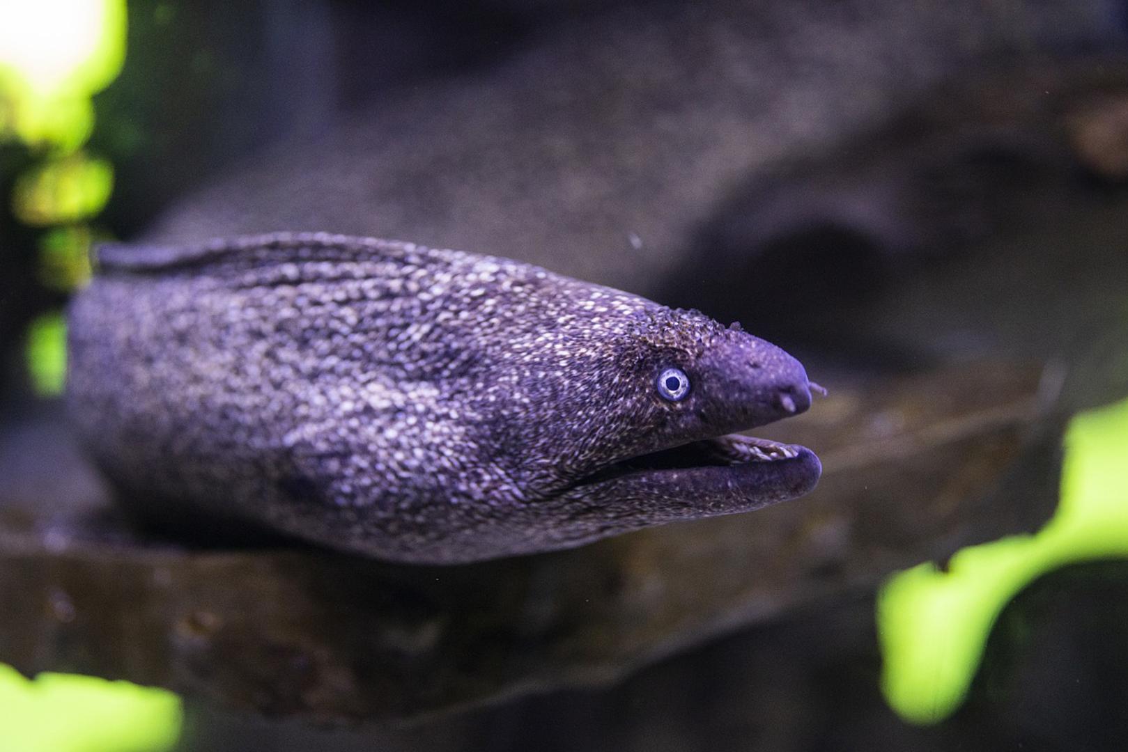 Jadransko more dom je raznim otrovnim ribama. Za turiste, plivače, ronioce i ribolovce posebno su značajne vrste s otrovnim bodljama na perajama, repu ili škržnim poklopcima, kao i one otrovnog ugriza.
