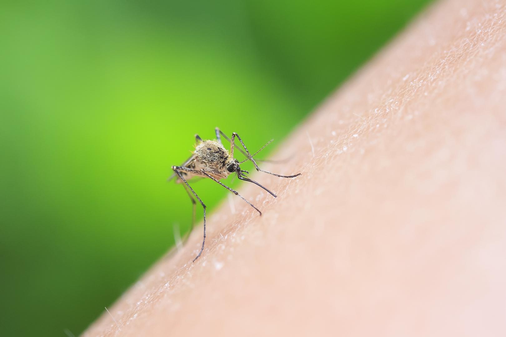 Unatoč sprejevima ili kremama za zaštitu od komaraca, jedan uvijek nađe put do vaše kože i ugrize vas? Ako je to tako, vi ste osoba koju komarci posebno vole, no jeste li se ikada zapitali zbog čega je to tako.