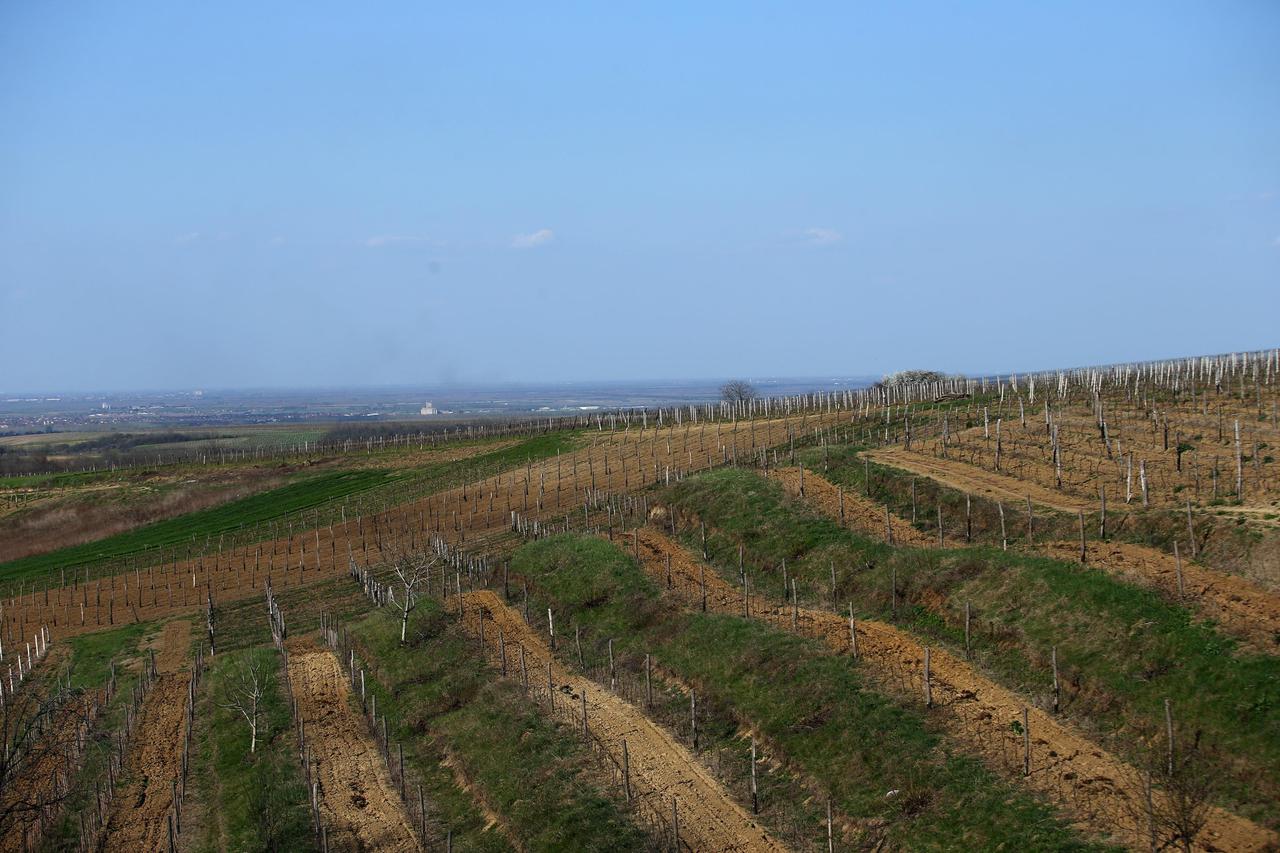 iločki vinogradi