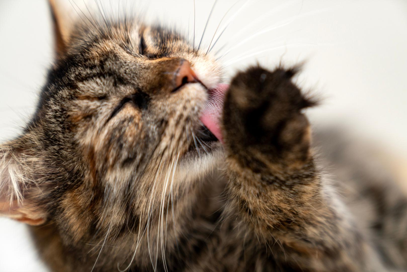 Važan razlog je i urednost. Mačke su poznate kao vrlo čiste životinje, a budući da imaju iznimno razvijen njuh, nastoje prikriti neugodan miris izmeta. Time si olakšavaju boravak u prostoru u kojem jedu, piju i igraju se, a ujedno smanjuju mogućnost onečišćenja hrane i vode.