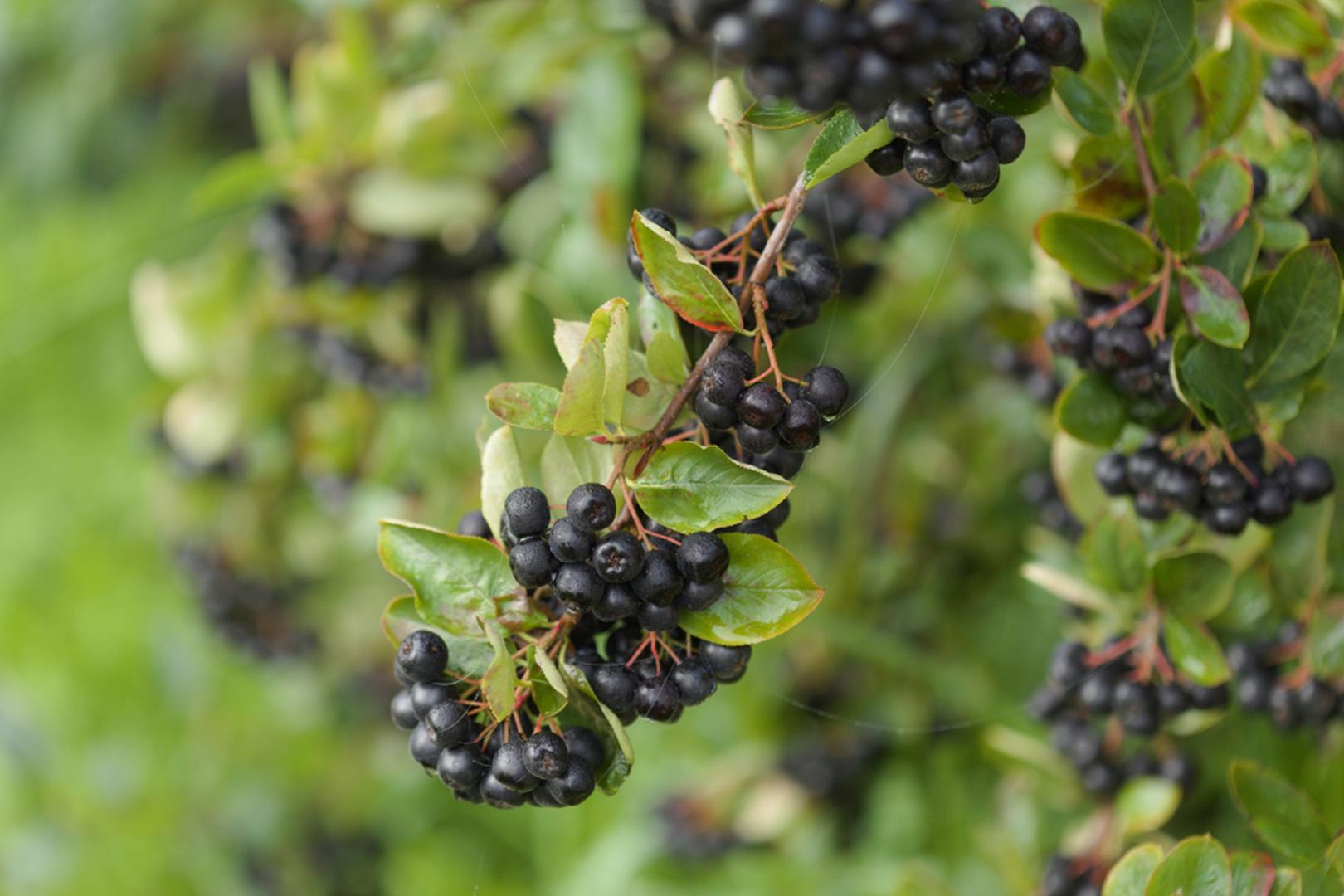 Aronija (Aronia melanocarpa) je otporna vrsta koja uspijeva na suncu u blago kiselom, umjereno vlažnom tlu, dobro podnoseći i hladnije zimske uvjete. U jesen je posadite na razmak od 1,5 do 2 metra, tek uz laganu rezidbu kojom održavate uredan, prozračan grm. Bobice su tamne, trpkaste i bogate polifenolima. Najčešće se koriste za sokove, sušenje i miješanje s drugim voćem u sirupima i smoothiejima.