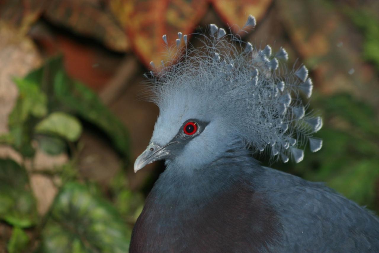 'zookrunastigolub_gra'