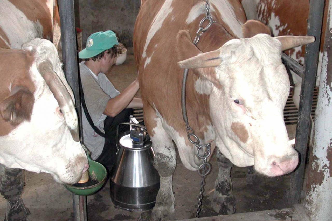 krave