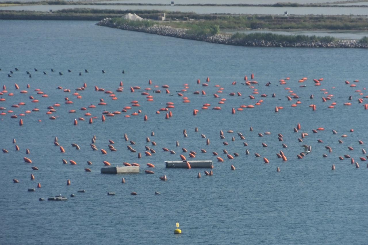 12.08.2014., Piranski zaljev - Savudrijska vala o kojoj odlucuje medjunarodni arbitrazni sud, u kojoj se uzgajaju skoljke koje se nalaze s hrvatske strane i poznate piranske solane u kojima se od davnina skuplja sol s morske povrsine. Photo: Dusko Marusic