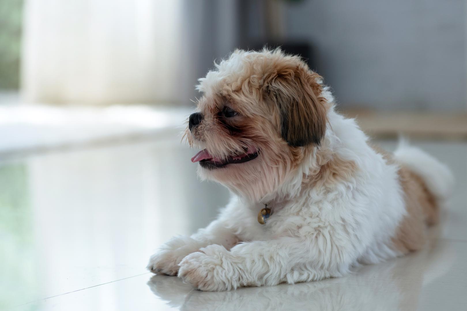 9. Shih Tzu: Ovi mali psi su prijateljski nastrojeni, privrženi i razigrani, što znači da su zadovoljni igrom s djecom i maženjem. Međutim, zbog svoje male veličine, mogu se slučajno ozlijediti u situacijama kada su djeca pretjerano bučna. Ključno je da djeca nauče granice i da ih se nauči kako se pravilno igrati s njima.