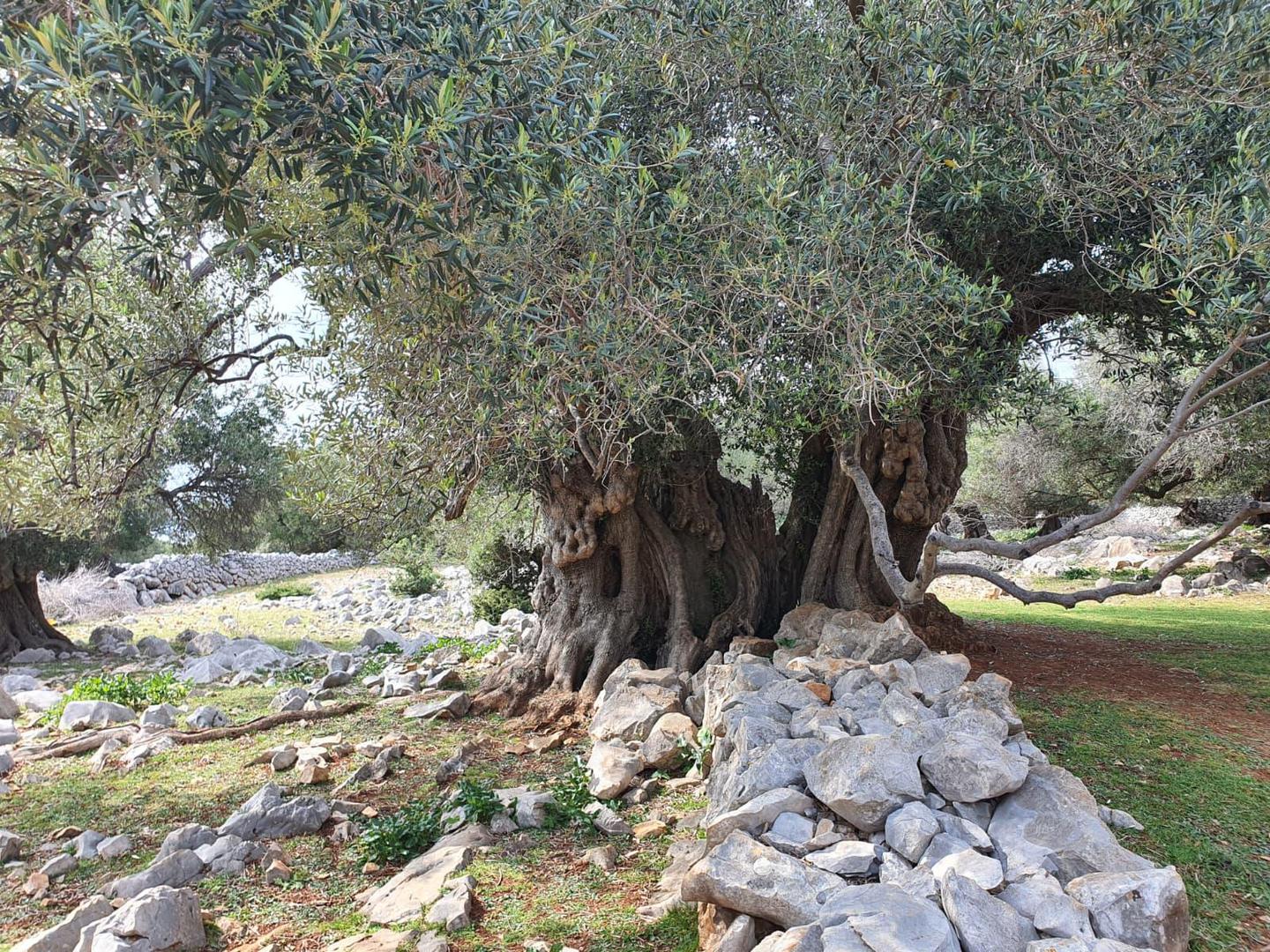 Kako bi ovogodišnje finalistice doista zablistale pred kamerama, pobrinula se i naša poznata vizažistica Maja Zatezalo. Svaki njihov korak tijekom priprema budno prati kamera Borisa Šepera, a gledatelji će sve to kasnije imati priliku vidjeti tijekom finalne večeri.
– Neizmjerno smo zahvalni na ljubaznosti i trudu osoblja hotela Espalande Zagreb te hotela Olea u Novalji, koji su prepoznali vrijednost i medijsku vidljivost koju ovakav projekt donosi. Po prvi puta pripreme imamo na otoku i drago nam je da je to Pag koji svojim posjetiteljima nudi puno više od sunca i mora te se veslimo što će djevojke imati priliku upoznati ovaj prelijep otok – kazao nam je vlasnik licence Vladimir Kraljević.