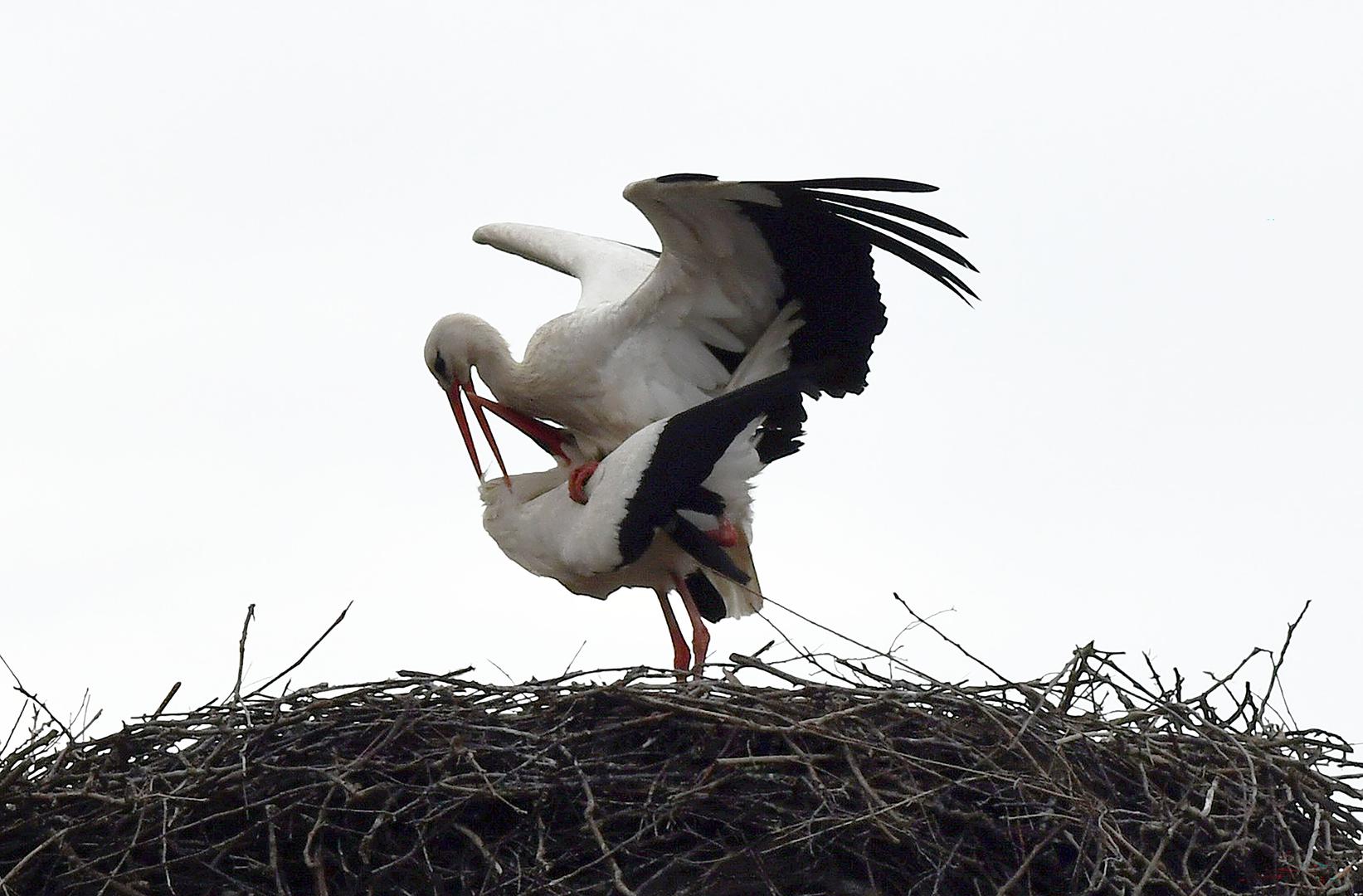 Legendarni rodan Klepetan ponovno je doletio u Brodski Varoš. Njegov dolazak nije prošao nezapaženo, a umirovljeni domar Stjepan Vokić, koji o njemu brine, otkrio nam je kako je ovo jubilarna godina jer se Klepetan vratio u Brodsku Varoš po 25. put. 