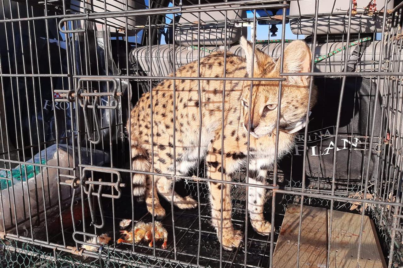 Serval u Turopolju
