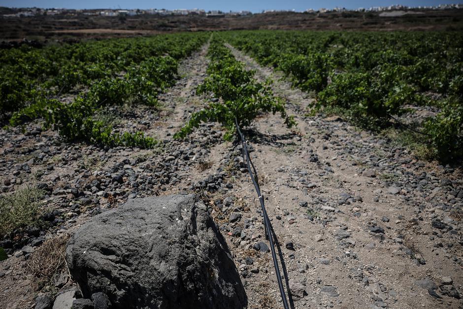 On Greece's touristy Santorini, winemakers adapt to heat and drought