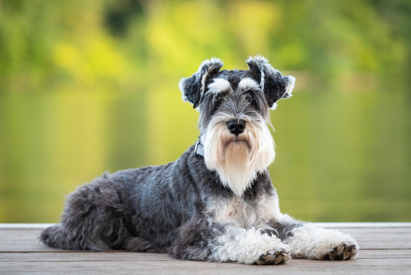 Stručnjaci za ponašanje pasa, Bryndonom Golyom iz OC Canine Coachinga i Giom Savocchijem iz Thinking Caninea, otkrili su osam znakova na koje vlasnici kućnih ljubimaca mogu paziti, a koji mogu značiti da je vaš krzneni prijatelj usamljen. Također su objasnili što kod životinja može izazvati tu emociju i što možete učiniti kao njihov vlasnik i pokažete im da ih volite.