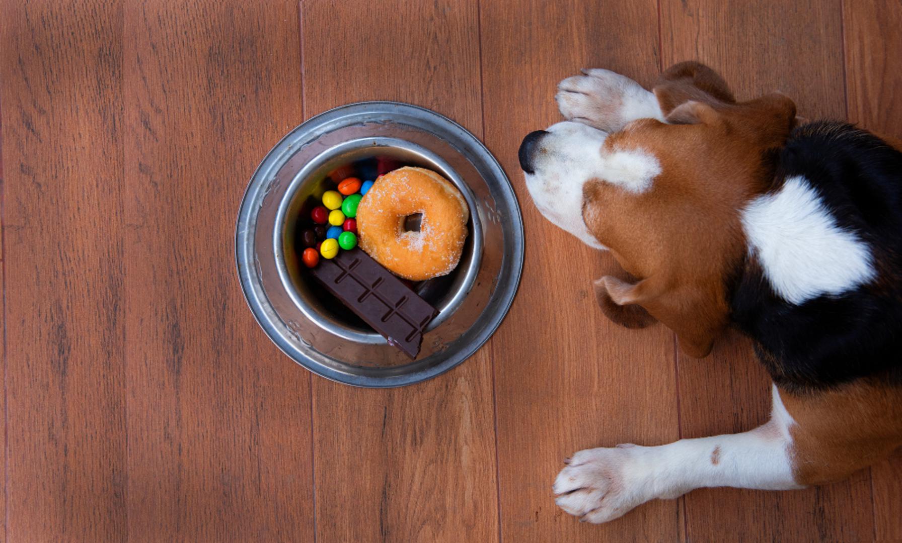 Ksilitol: Ksilitol je zaslađivač koji se često nalazi u žvakaćim gumama, bombonima, pecivima, pasti za zube i drugim 'sugar-free' proizvodima, a za pse je iznimno otrovan. Može izazvati nagli pad šećera u krvi, napadaje, oštećenje jetre pa i smrt. Posebno je opasan zato što ga mnogi vlasnici uopće ne očekuju u naizgled bezazlenim proizvodima koji se nalaze po kući. 