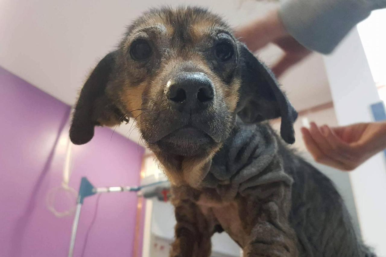 Dunja