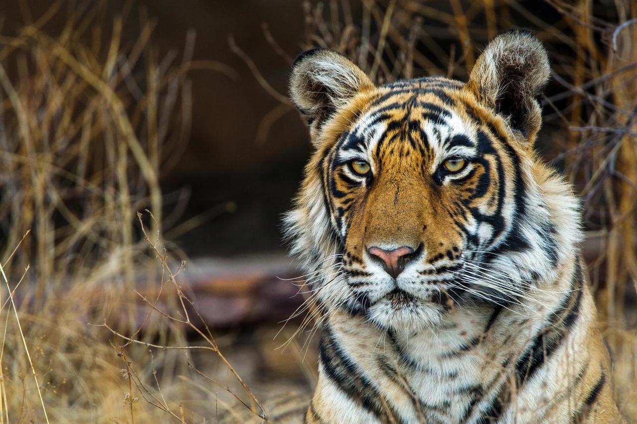 Koenigstiger, Indischer Tiger, Bengaltiger, Panthera tigris tigris, Bengal tiger