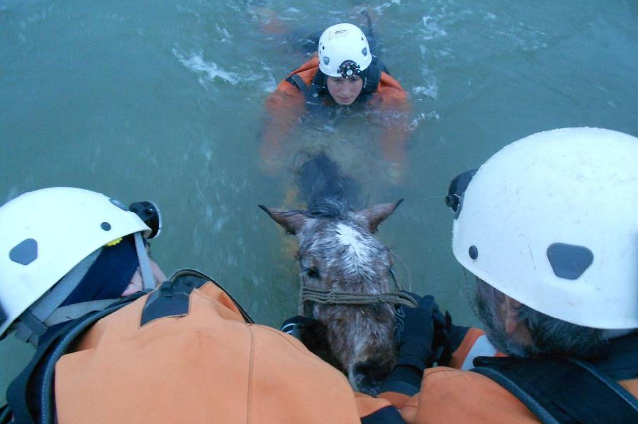 Spašavanje konja GSS