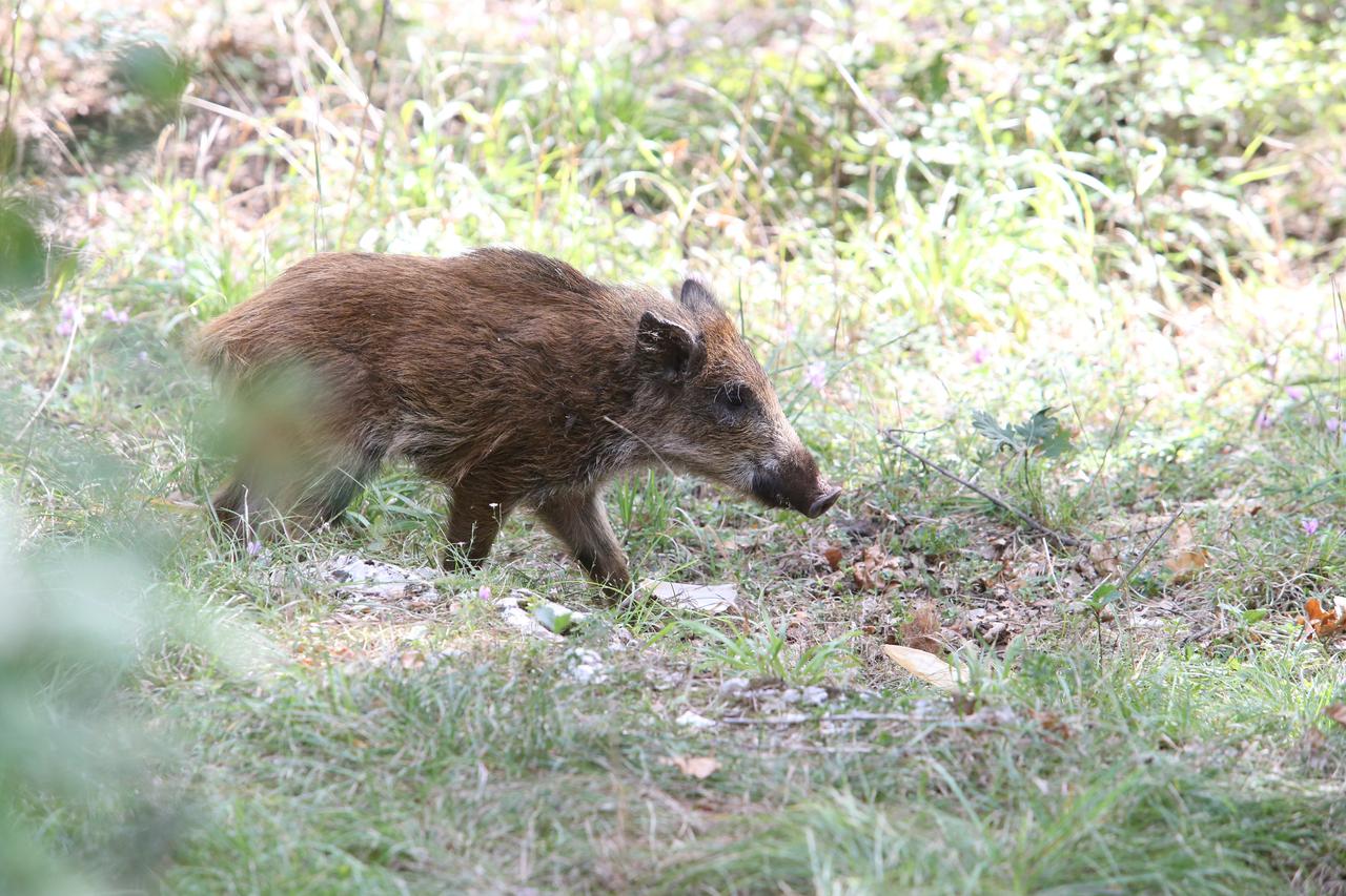 Čak 450 divljih svinja zabilježeno je u Parku prirode Medvednica, što je čak tri-četiri puta više nego što bi ih smjelo biti na tom području