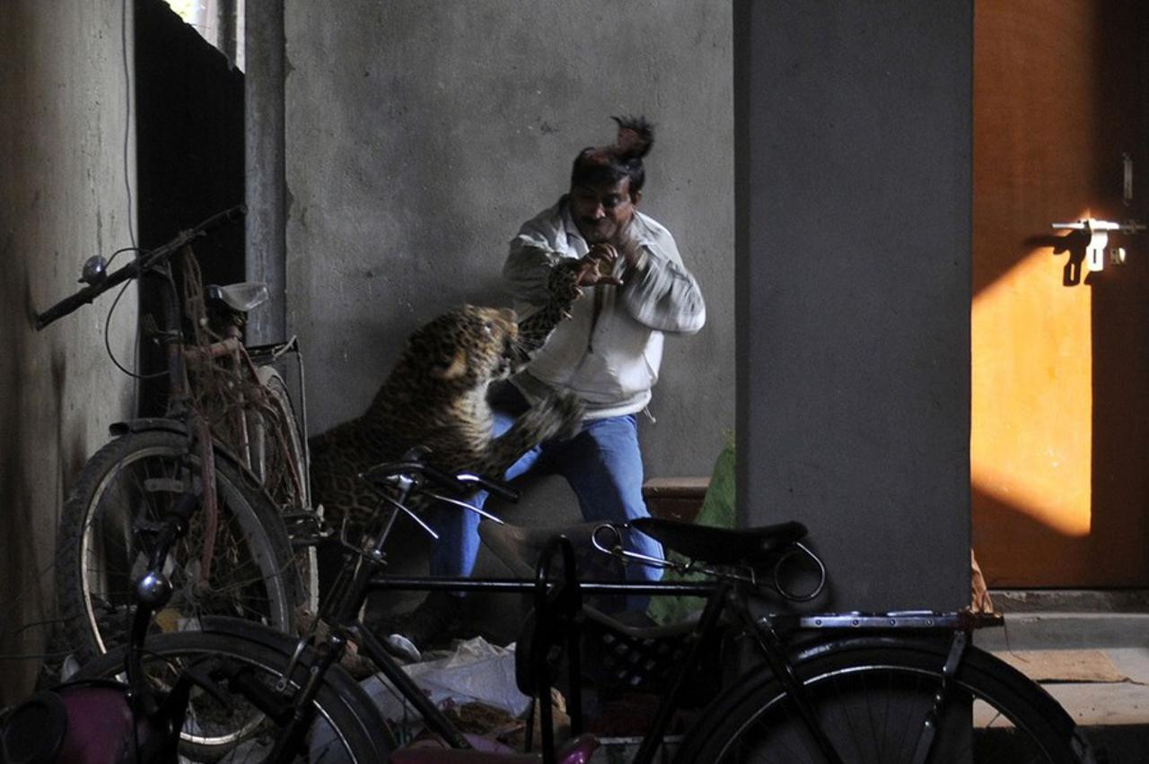 leopard u kući napao četvero ljudi (1)