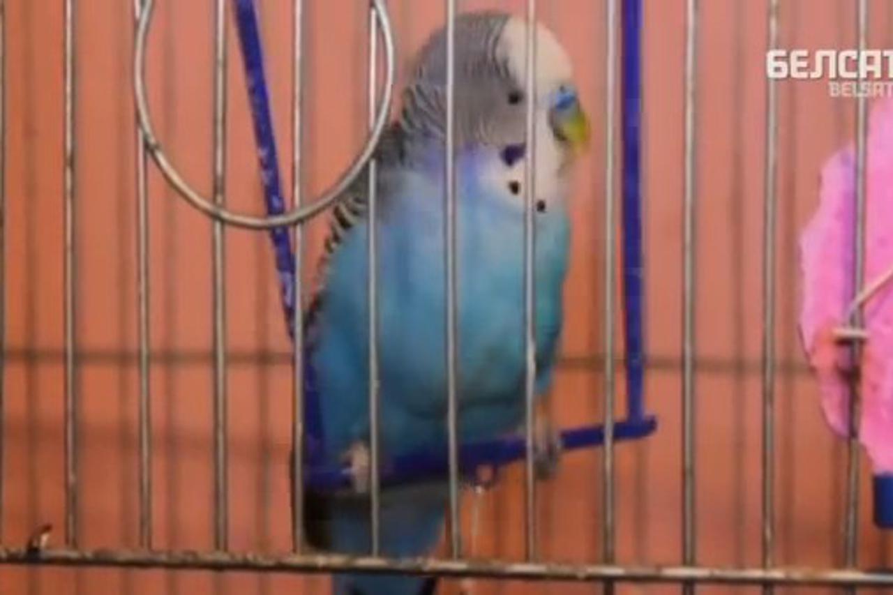 papiga,izbori,Bjelorusija