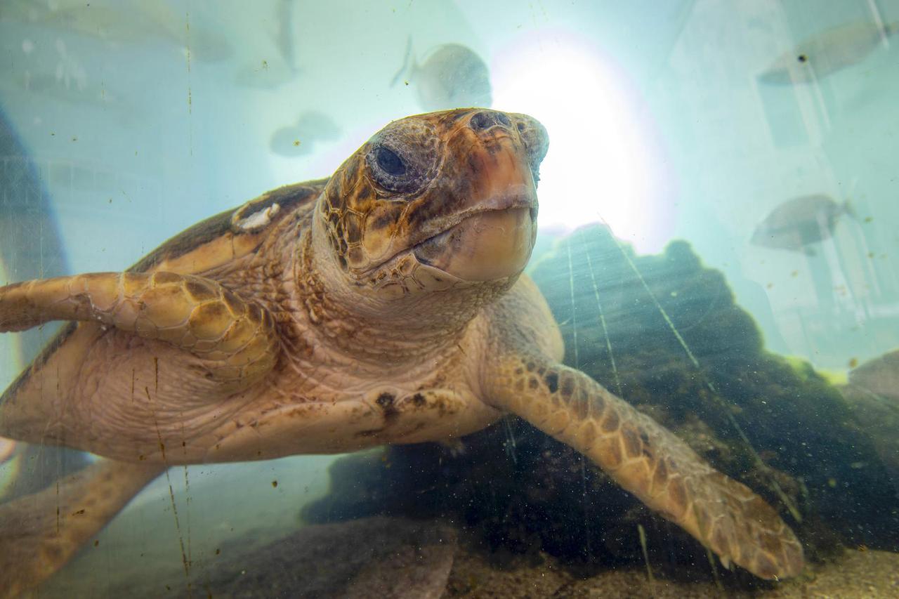Pula: Dvije glavate želve nalaze se na oporavku u Pulskom akvariju