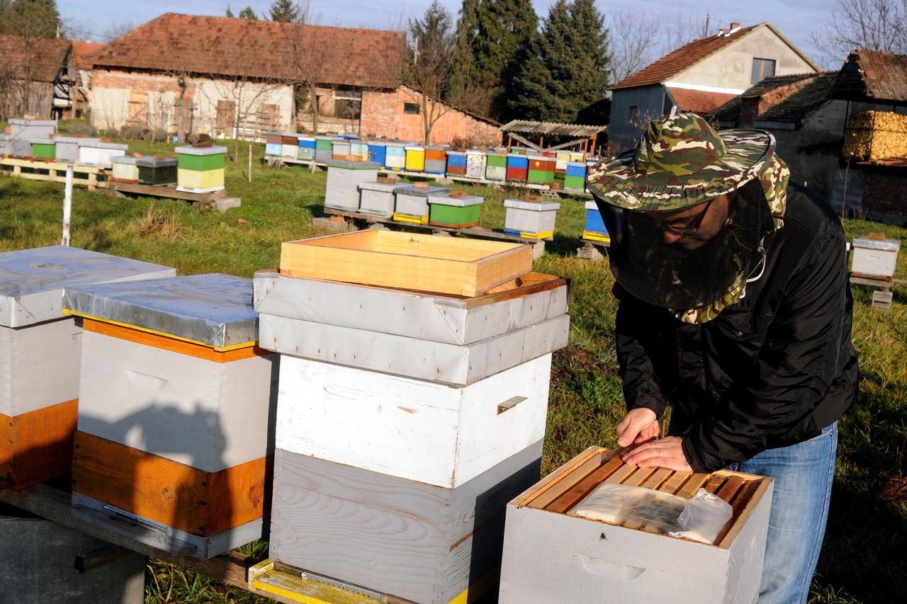 11.01.2014., Vinkovci - Unatoc dojavama iz ostalih dijelova Hrvatske o velikim slabljenjima i gubitcima pcelinjih zajednica, pcelari u Vukovarsko-srijemskoj zupaniji za sada ne biljeze znatnije gubitke .Pcelaru Jerku Oreskovicu, inace pasnom povjereniku H