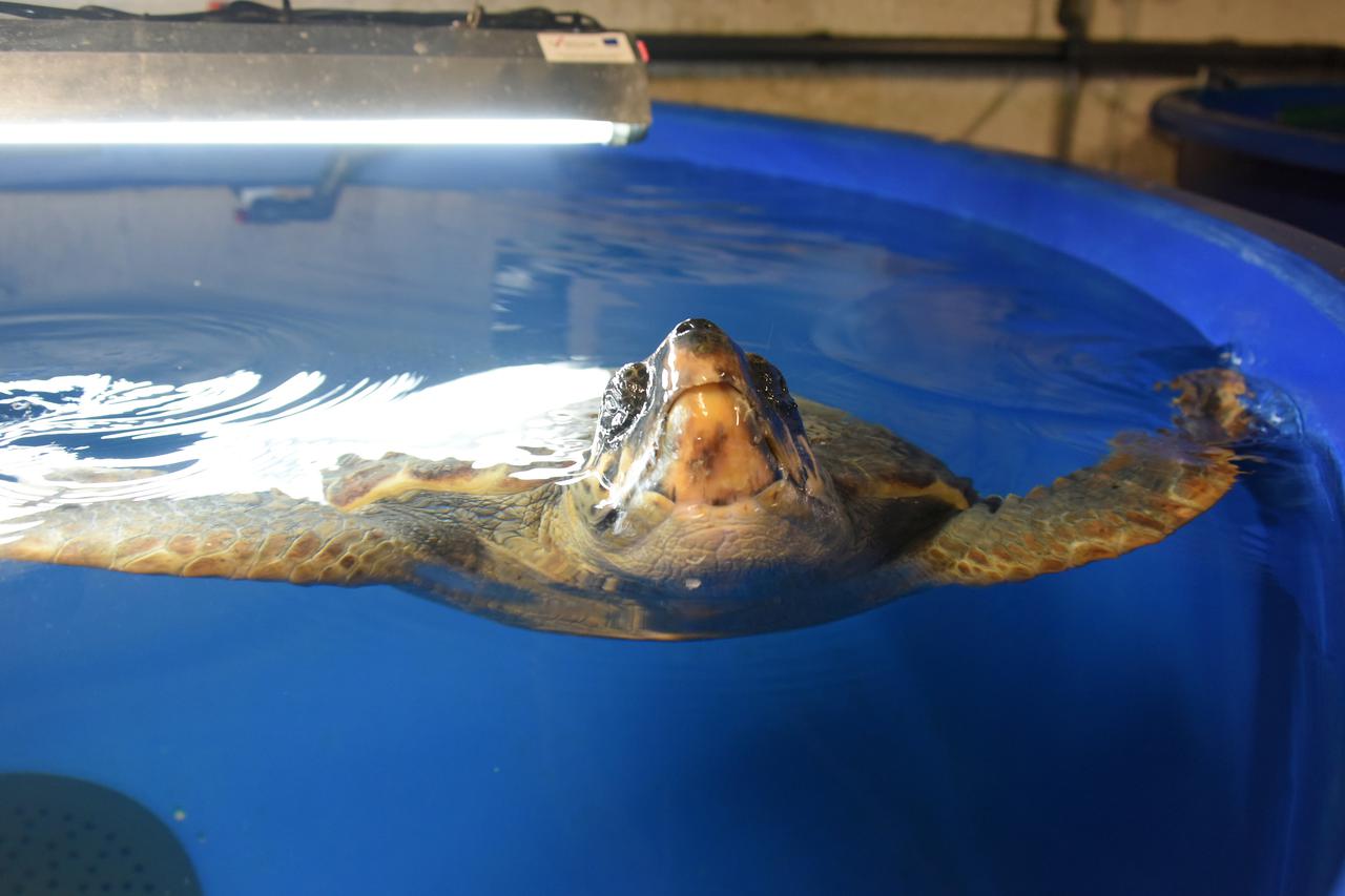 Pula: U Aquariumu Pula sve je spremno za povratak glavatih želvi u more
